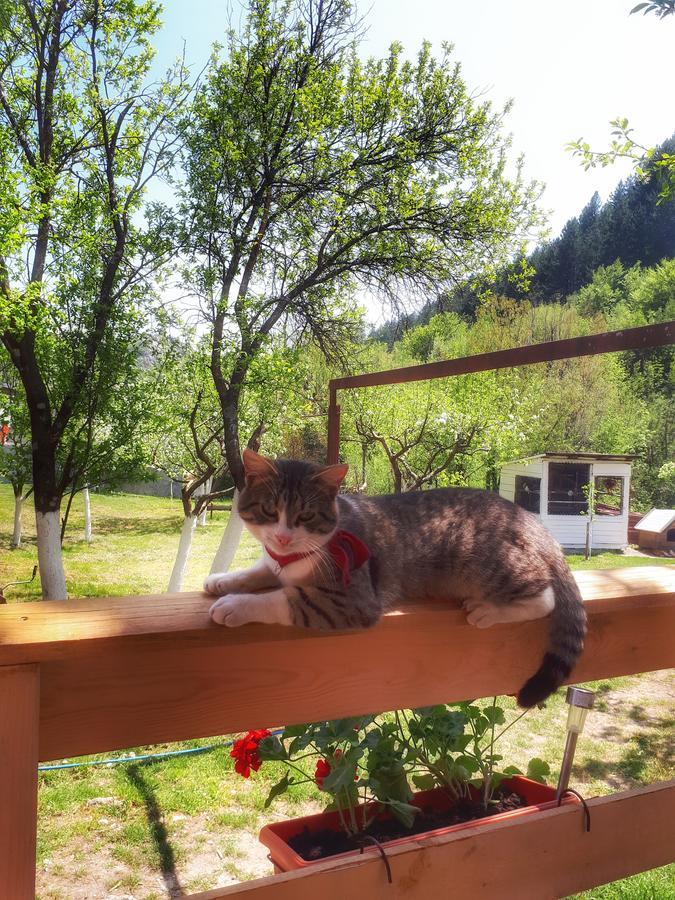 Brvnara Borovik Villa Cetinje Buitenkant foto
